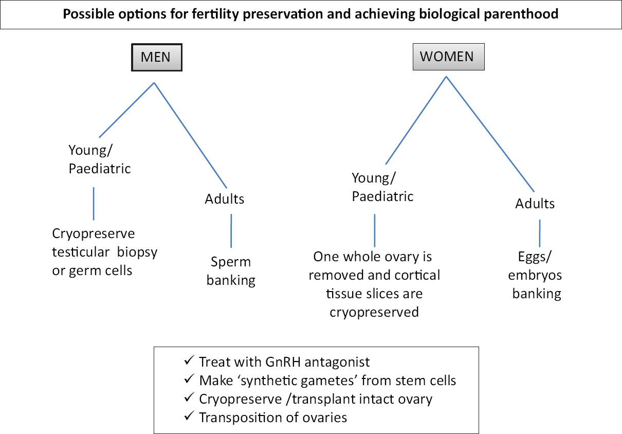 Possible options of fertility preservation for cancer patients before oncotherapy.